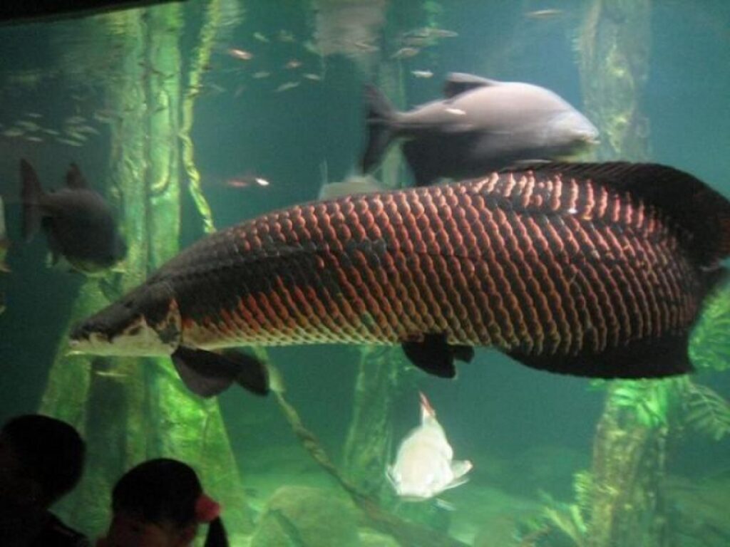 Cá hải tượng long