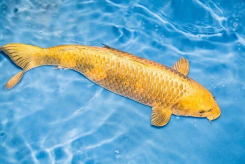 cá chép vàng