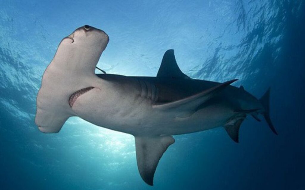cá mập đầu búa