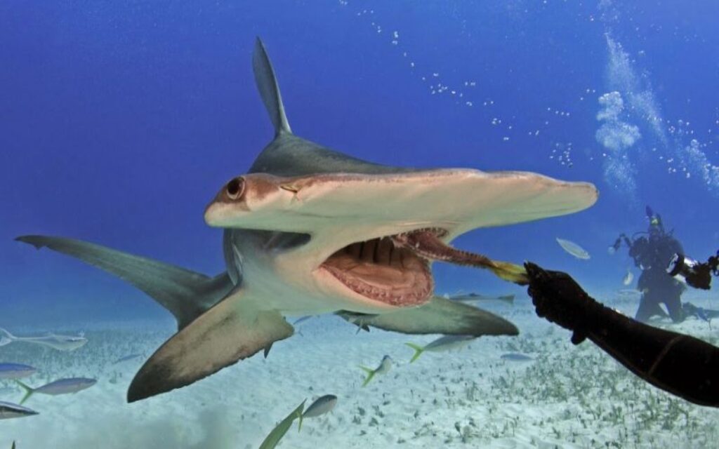 Cá mập đầu búa là gì
