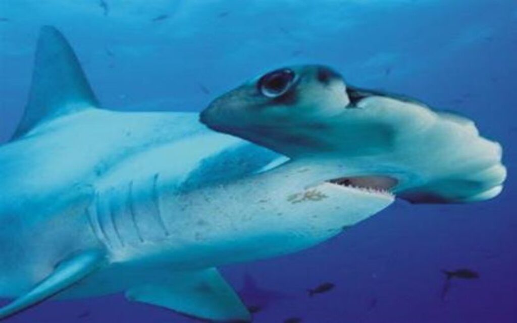 cá mập đầu búa