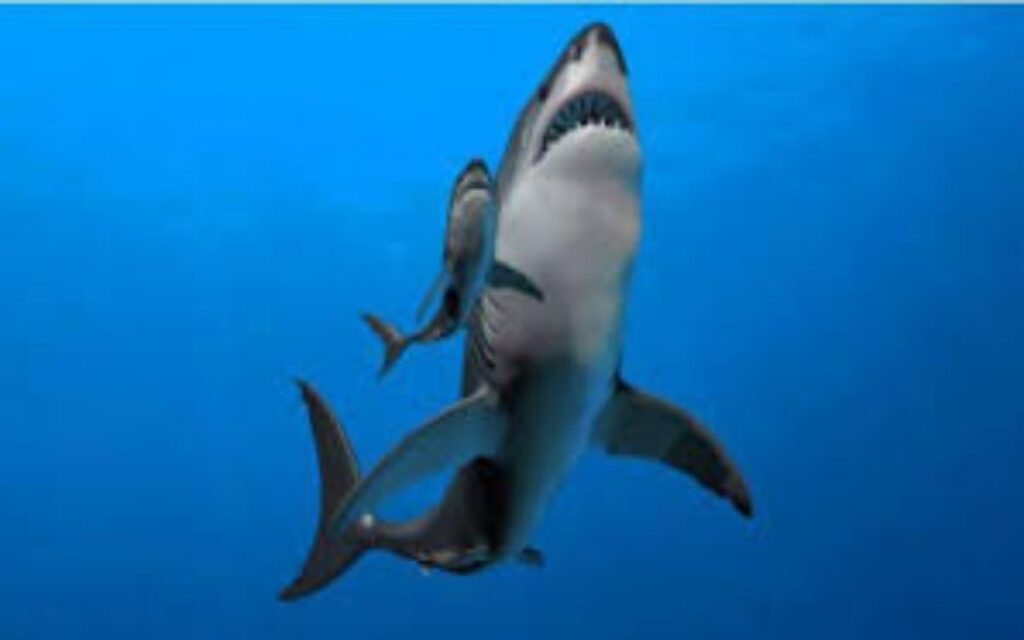 cá mập megalodon