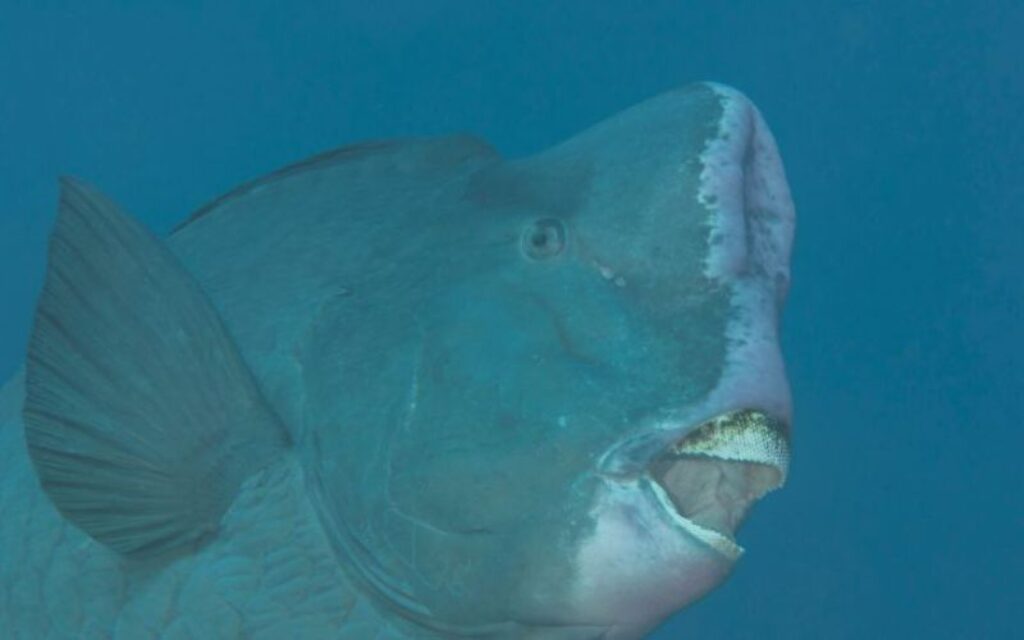 Điểm đặc trưng nổi bật của cá mặt ngu là cái bướu lớn trên đầu và phần cằm nổi bật. Bướu trên đầu này dần trở nên lớn hơn khi chúng phát triển.