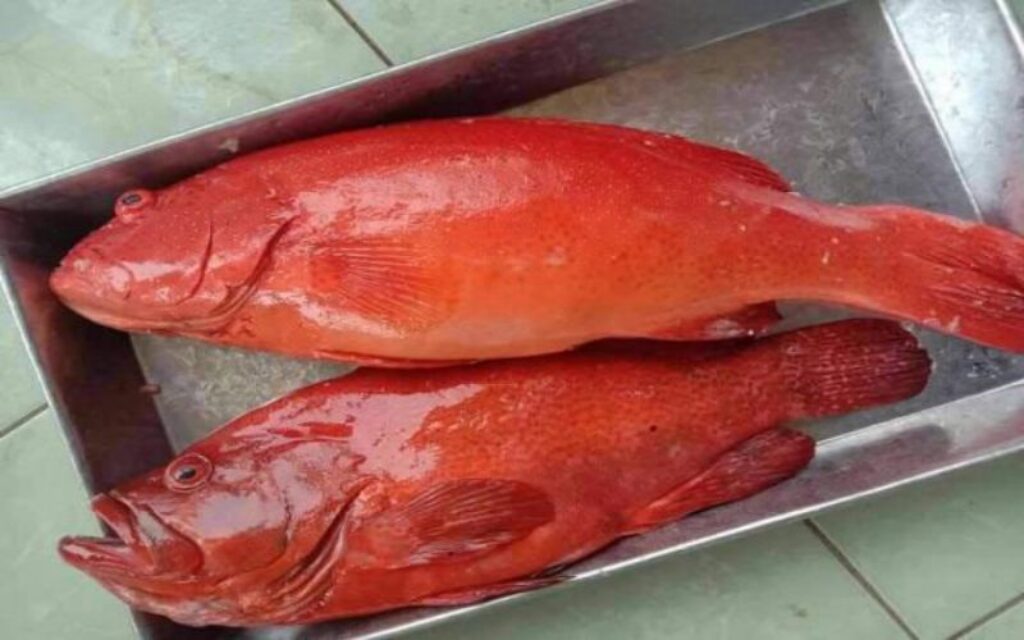 cá mú đỏ