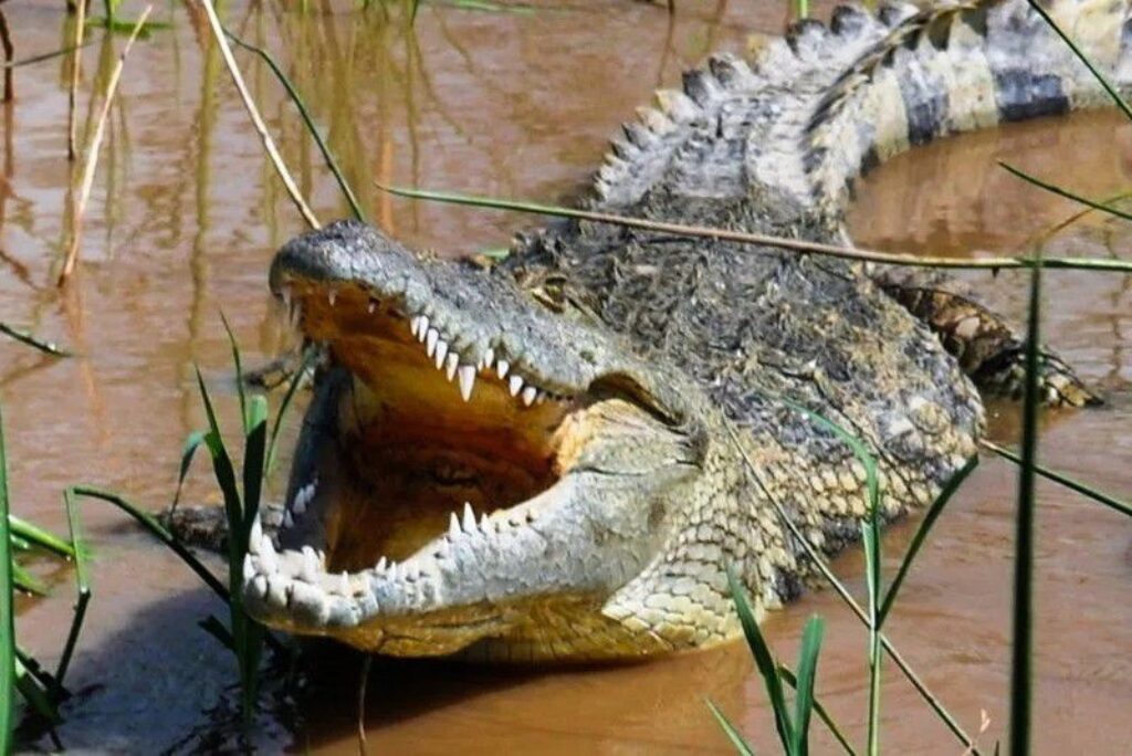 Cá Sấu