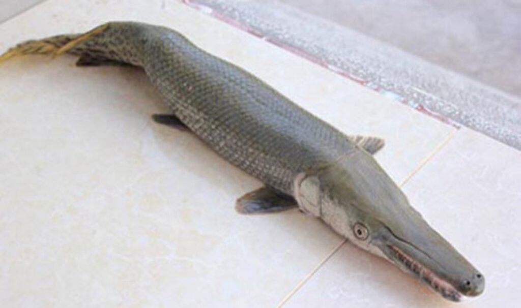 Các loài cá sấu hỏa tiễn phổ biến tại Việt Nam