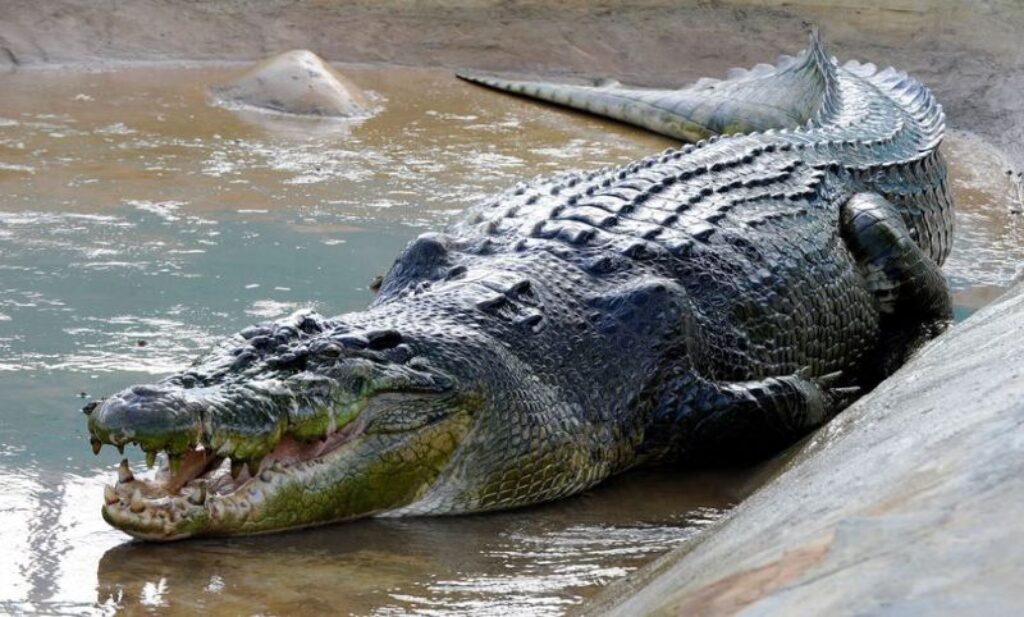 Các loài cá sấu khổng lồ phổ biến tại Việt Nam