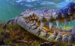cá sấu nước mặn