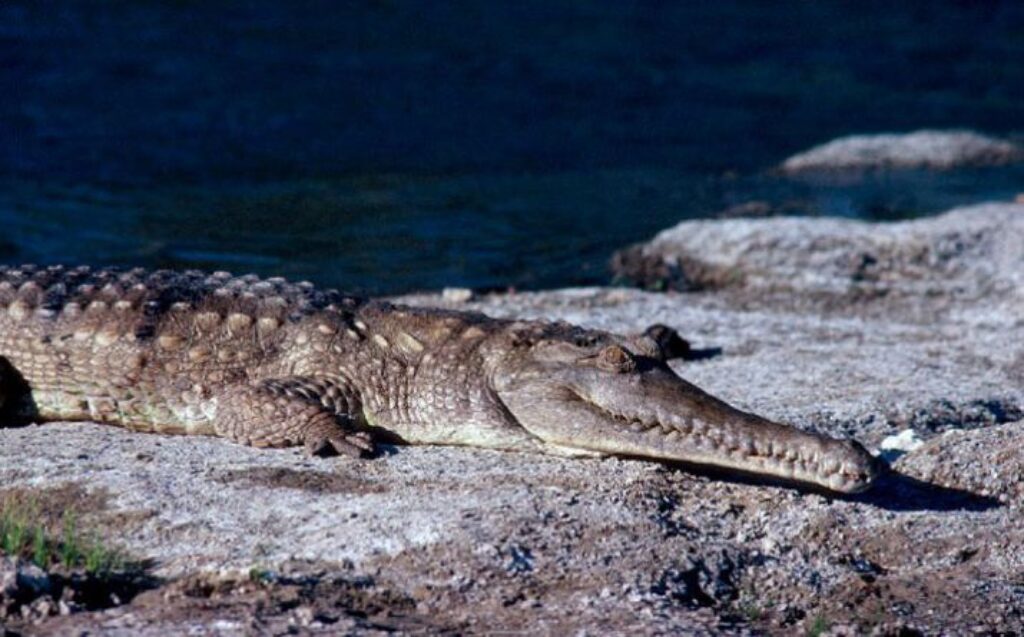 Các loài cá sấu nước mặn phổ biến tại Việt Nam