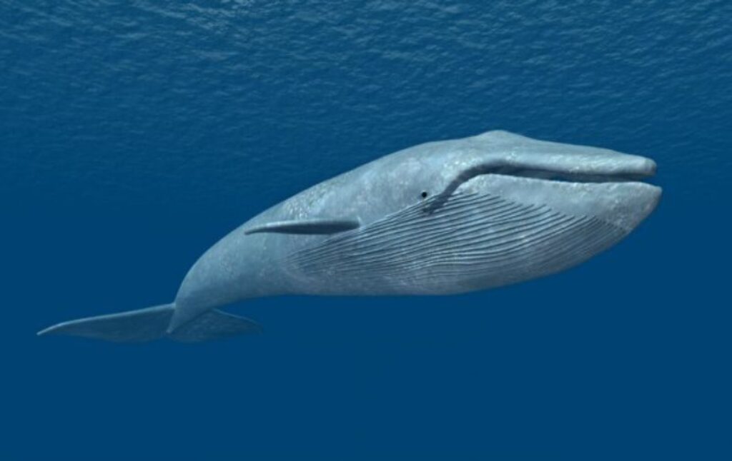 cá voi xanh ăn gì 
