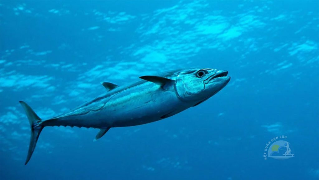 Bách khoa toàn thư về Cá ngừ đại dương: Đối diện với Thách thức và Cơ hội Bảo tồn Thủy sản và Môi trường Biển