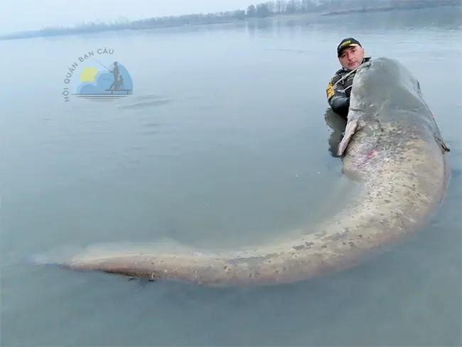 Con cá nheo khổng lồ này được bắt từ sông Po ở Italy vào năm 2015