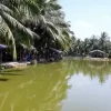 Ao cá Nguyễn Phương