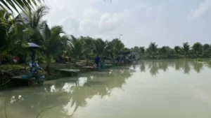 Hồ câu cá giải trí Minh Củ Mì