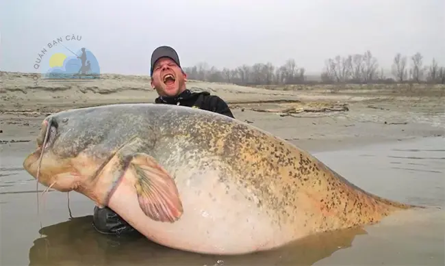 Benjamin Grunder chụp ảnh cùng con cá nheo wels nặng 286 pound (khoảng 129.7 kg)