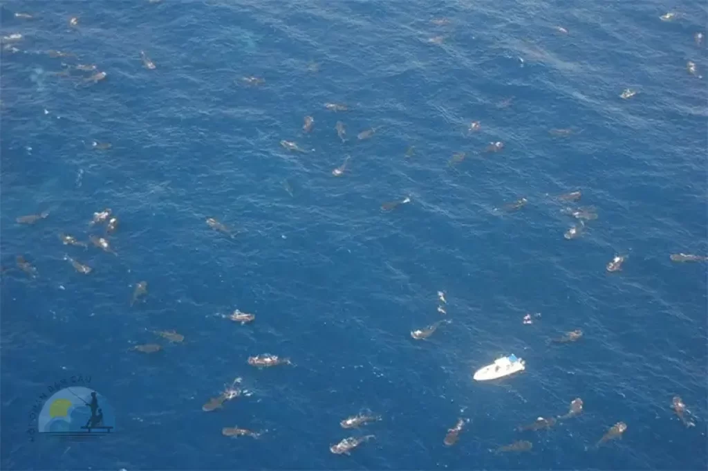 Vào năm 2011, hơn 400 con cá nhám voi đã tụ tập ngoài khơi bờ biển Yucatán