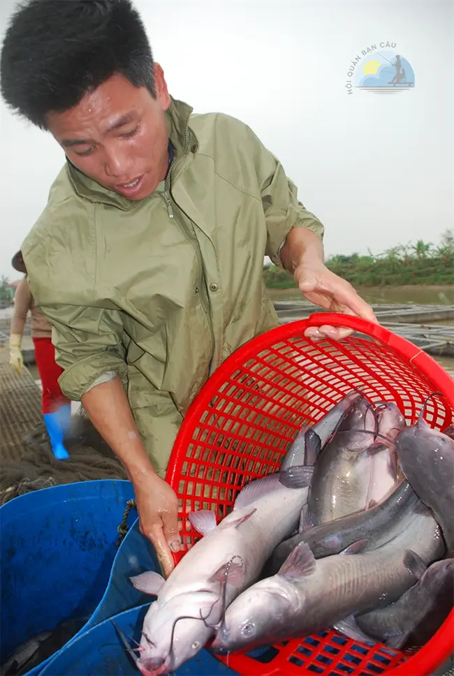 Cá nheo Mỹ được nuôi công nghiệp tại một trang trại ở  Việt Nam